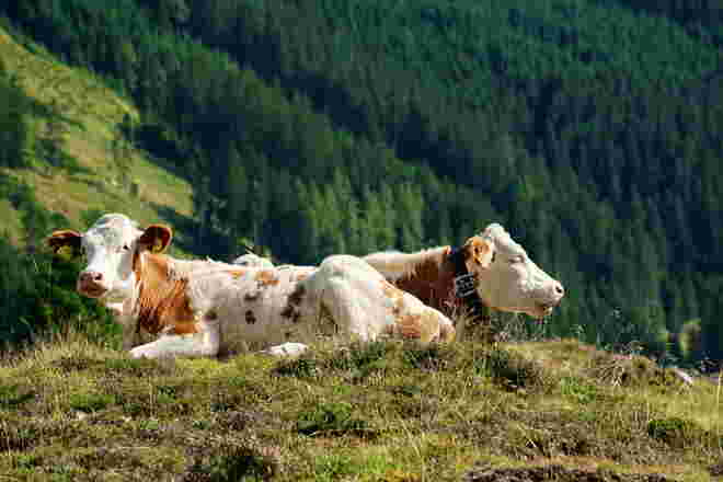 Der Abschied von der Alm naht