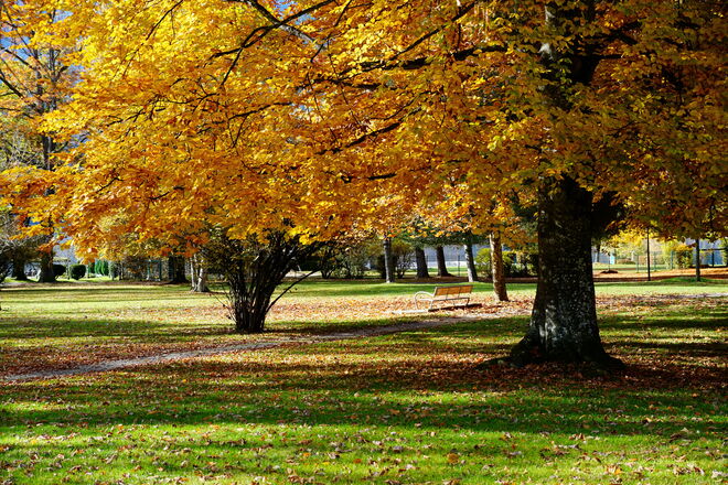 Goldener Herbst im Thumersbacher Park