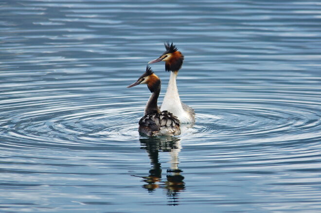 Gleichklang im Liebeswerben