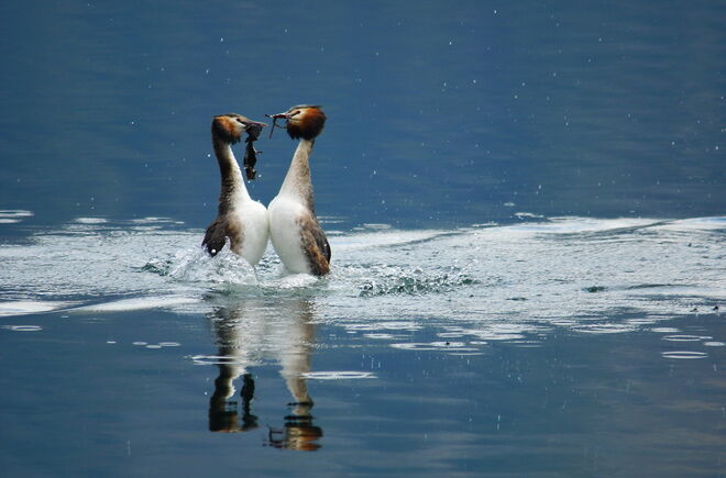 Überreichung einer Liebesgabe - Aufforderung zum Nestbau