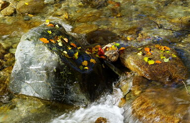 Die bunten Herbstblätter sind an den Steinen im Bach hängen geblieben