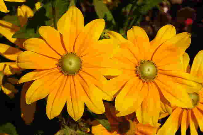 Herrlich sonnige Blüten 