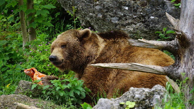 Meister Petz beim Frühstück 