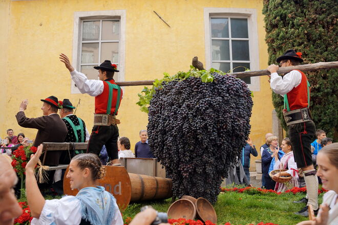 Die Riesentraube beim Meraner Traubenfest