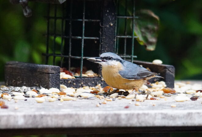 Der hungrige Kleiber schnappt sich gleich mehrere Sonnenblumenkörner auf ein Mal