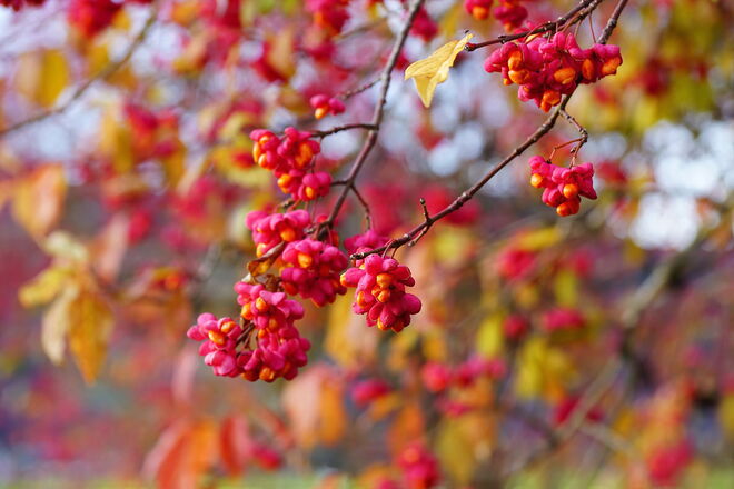 Farbige Hingucker - die Pfaffenhütchen