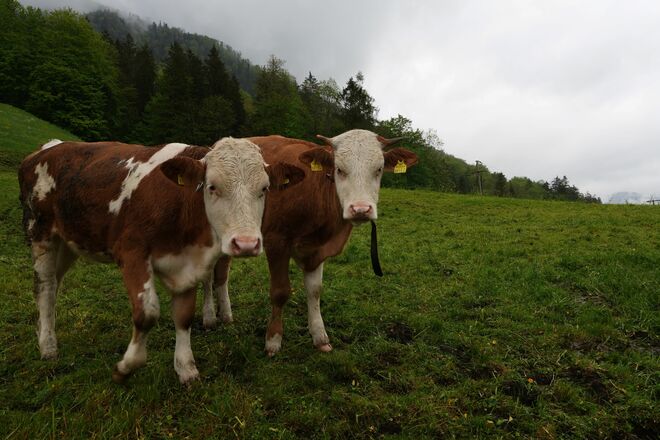 Was macht Ihr hier bei diesem Wetter ?