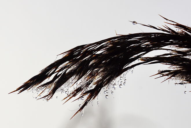 Tautropfen am Schilf