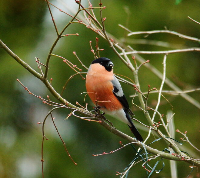 Bei diesem schlechten Wetter kommen die Gimpel wieder zum Futterplatz