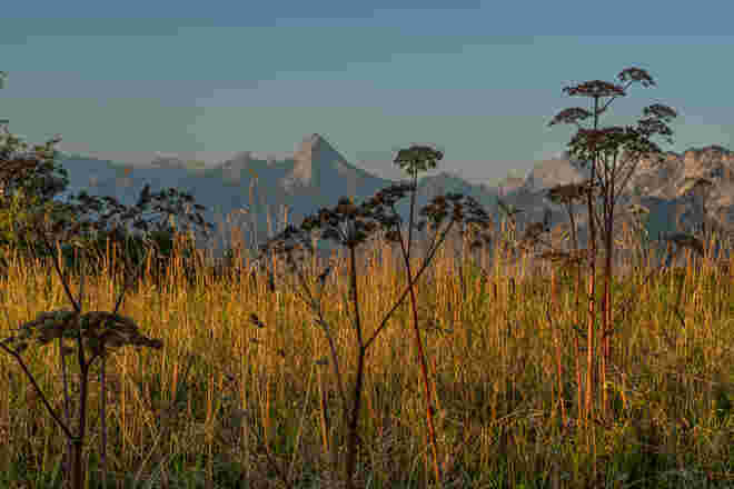Safarifoto vom Watzmann