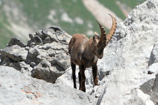 Alpensteinbock