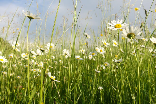 In der Blumenwiese.....