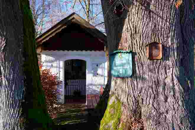 Zwei Linden in Henndorf