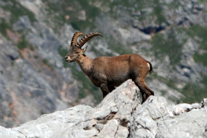 Alpensteinbock