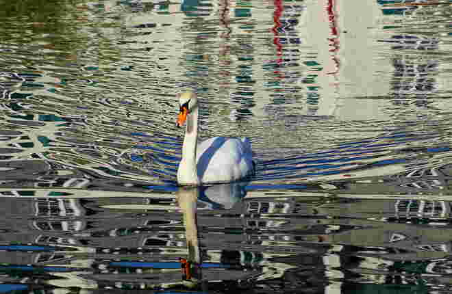 Der Schwan scheint in einem modernen Gemäde zu schwimmen