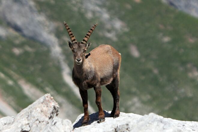 Alpensteinbock