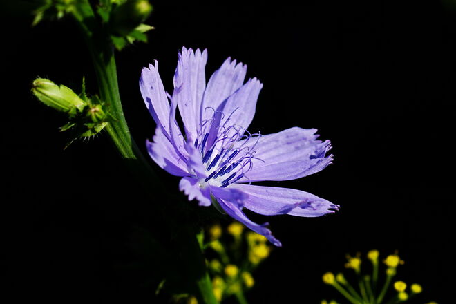 Herrliche Wegwartenblüte