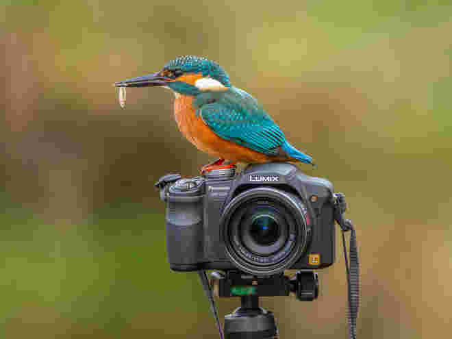Eisvogelfotografie - im wahrsten Sinne des Wortes