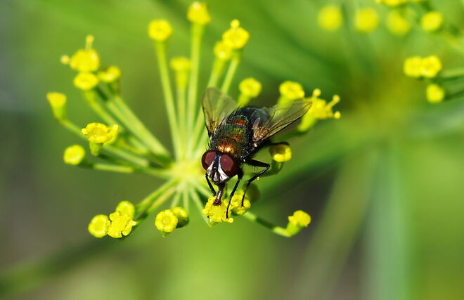 Beim Nektarsammeln ...