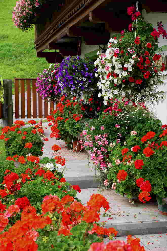 Blumenpracht bei unserem "Eierbauern"