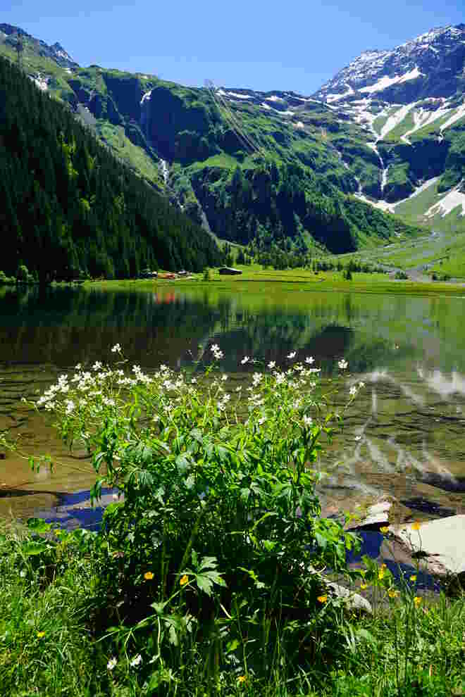 Wunderbare Landschaft am Hintersee mit blühenden Blumen am Ufer