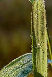 Die Schönheit der Tropfen
