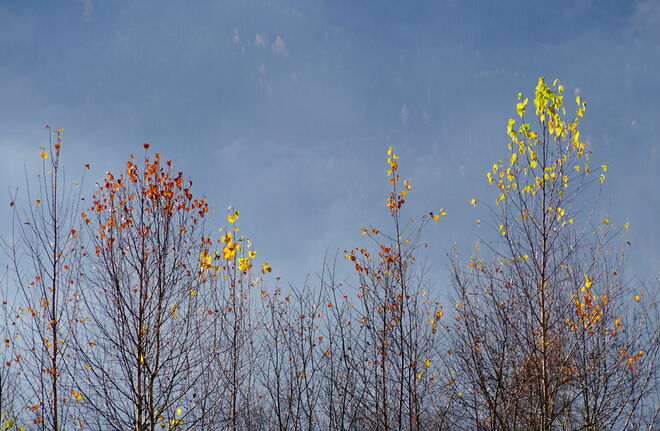 Der letzte bunte Rest