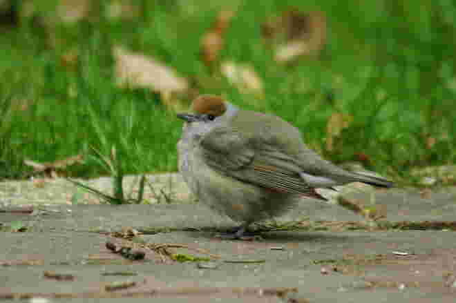 Entzückender und seltener Besuch im Garten: Mönchsgrasmücke