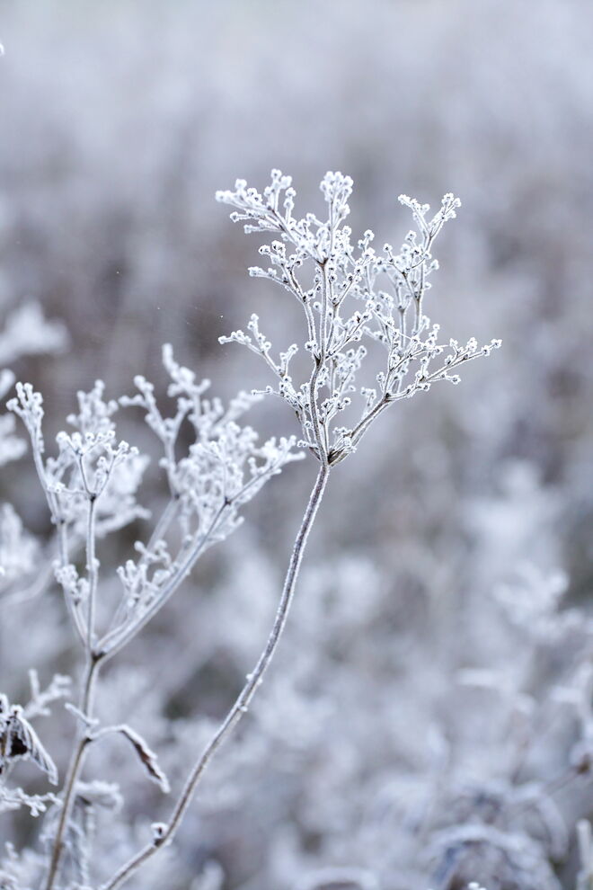 Ganz in weiß - von der Natur wunderbar verziert