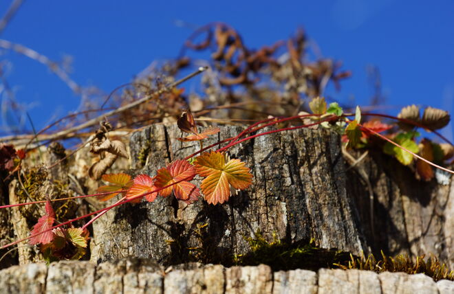 Herbstliche Walderdbeerblätter