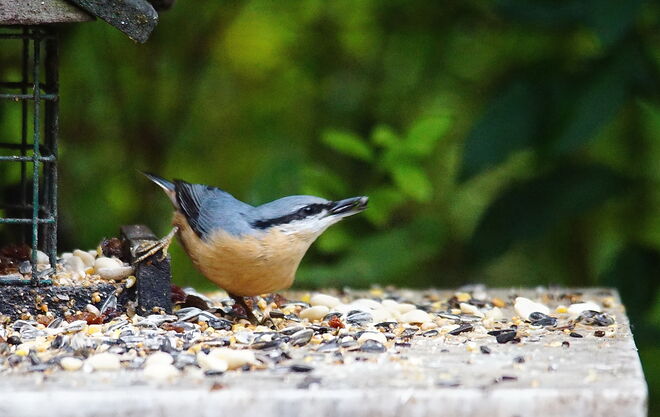 Startposition - abstossen - Abflug mit den Kernen