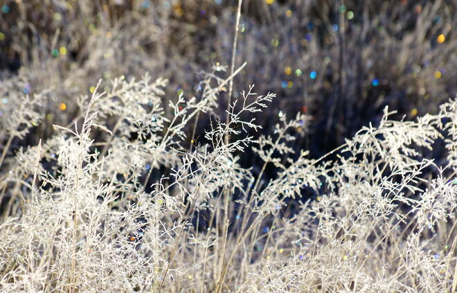 Die gefrorenen Tautropfen erscheinen im Bild wie Konfetti