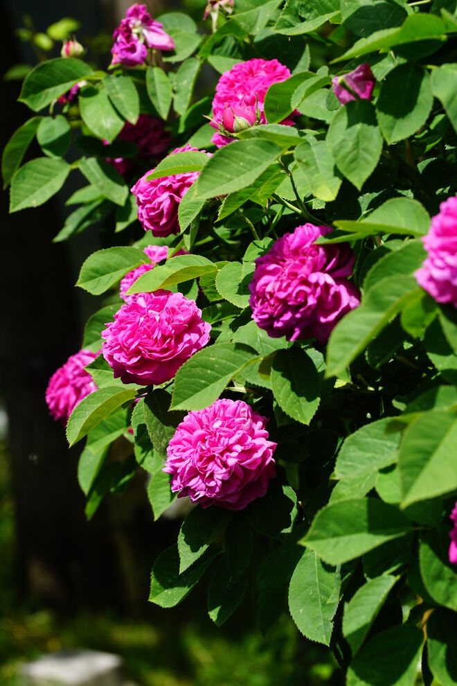 Jetzt ist die Zeit der Rosenblüte