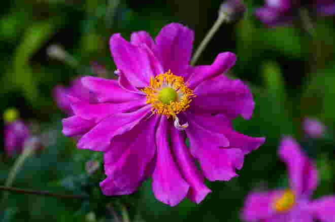 Herbstanemone in pink