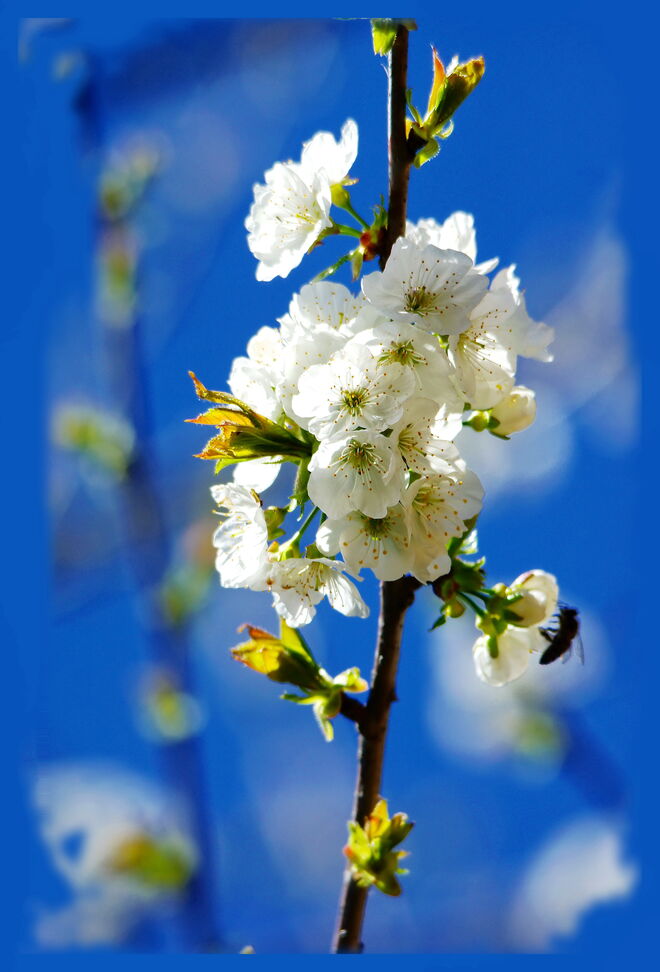 Unser Kirschbaum blüht