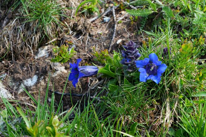 Blau Blau blüht der Enzian