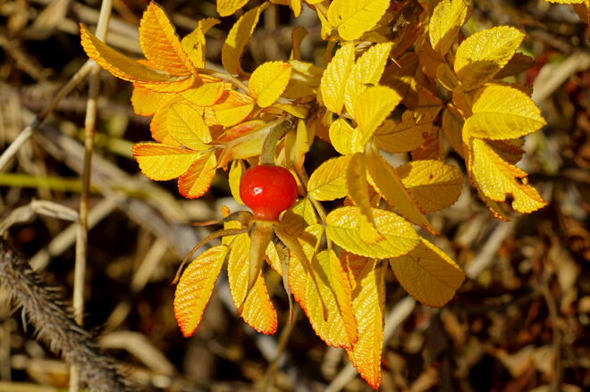 Herbstliche Wildrose