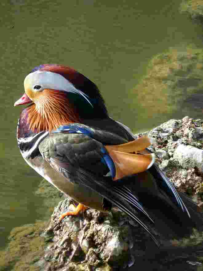 Mandarinente
