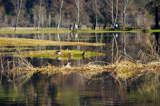 Neu entstandenes Paradies für Wasservögel