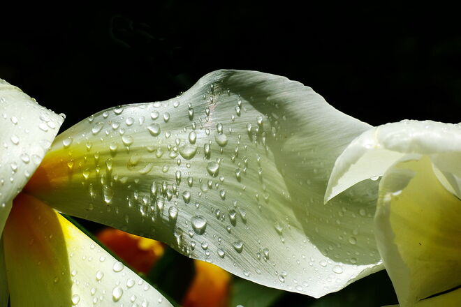 Regentropfen auf der Tulpenblüte