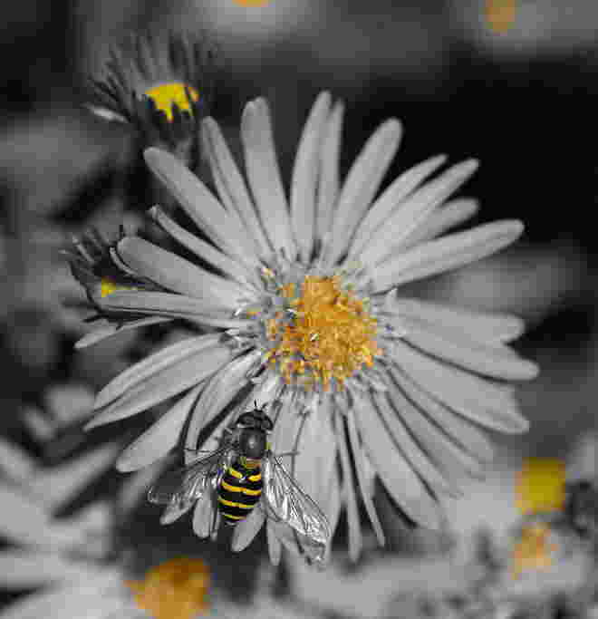 Schwebfliege auf Herbstaster