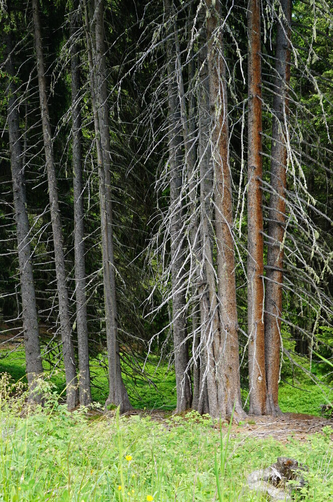 So schaut stellenweise der Wald aus