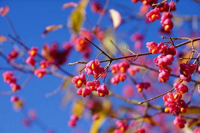 Pfaffenhütchen - farbliche Hingucker