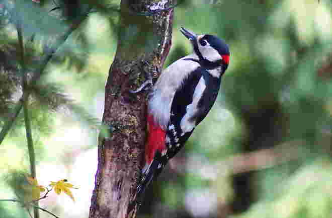 Der Buntspecht ist ein treuer Besucher