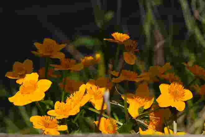 Sumpfdotterblume