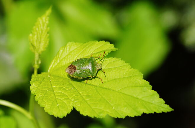 Grüne Stinkwanze - bestens an die Umgebung angepasst