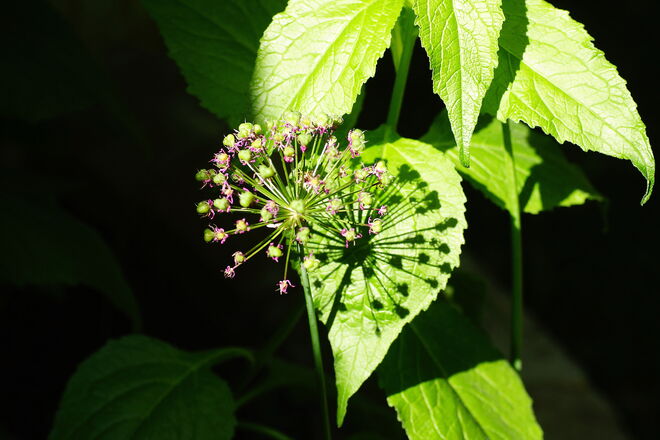 Das Spiel von Licht und Schatten