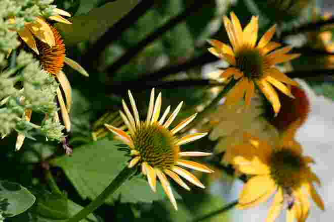 Flora und Fauna auf unserer Terrasse