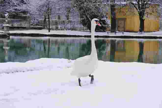 Stolz präsentiert sich mir dieser Schwan