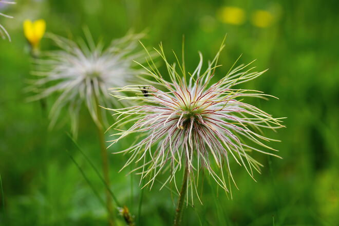 Auch Verblühtes hat seinen Reiz